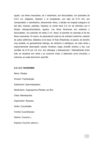30
agudo. Las flores masculinas, de 3 estambres, son fasciculadas, con pedicelos de
0,5-2 cm, delgados, híspidos y el receptáculo, con tubo de 8-10 mm, son
campanulado o subcilíndrico, densamente viloso, y lóbulos de longitud subigual a la
del tubo, lineares, patentes, híspidos; la corola tiene 2-3 cm de diámetro con 5
lóbulos oblongo-lanceolados, agudos. Las flores femeninas son solitarias o
fasciculadas, con pedicelo de hasta 2 cm, viloso; el perianto se asemeja al de las
flores masculinas. El ovario, de placentación axial es de ordinario fusiforme, cubierto
de pelos setiformes, dilatados en la base. El fruto (Pepónida), el pepino, de tamaño
muy variable, es generalmente oblongo, de cilíndrico a subtrígono, de color verde y
esparcidamente tuberculado cuando inmaduro, luego amarillo verdoso y liso. Las
semillas de 8-10 por 3-5 mm, son oblongas y blanquecinas.1 Habitualmente dicho
fruto se recolecta aún verde y se consume crudo, o elaborado como encurtido, y
entonces se suele denominar pepinillo.
2.2.1.5.2 TAXONOMIA
Reino: Plantae
División: Tracheophyta
Subdivisión: Spermatophytina
Infradivisión: Angiosperma (Plantas con flor)
Clase: Manoliopsida
Superorden: Rosanae
Orden: Cucurbitales
Familia: Cucurbitaceae
Género: Cucumis L.
Especie: Cucumis sativus L.
 