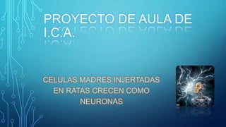 PROYECTO DE AULA DE 
I.C.A. 
CELULAS MADRES INJERTADAS 
EN RATAS CRECEN COMO 
NEURONAS 
 