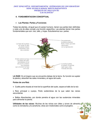 INST. EDUCATIVA DEPARTAMENTAL EXTERNADO DE SAN SEBASTIAN
             SEDE: ESCUELA RURAL MIXTA BUENAVISTA
                     PROYECTO DE AULA EN TIC
                          “LAS PLANTAS”

   4. FUNDAMENTACION CONCEPTUAL


      Las Plantas: Partes y Funciones

Todas las plantas, al igual que el cuerpo humano, tienen sus partes bien definidas
y cada una de ellas cumple una función específica. Las plantas tienen tres partes
fundamentales que son: raíz, tallo, y hojas. Estudiaremos sus partes:




LA RAÍZ: Es el órgano que se encuentra debajo de la tierra. Su función es sujetar
la planta y absorber las sales minerales y el agua del suelo.

Partes de una Raíz

 Cuello parte situada al nivel de la superficie del suelo, separa el tallo de la raíz

 Raíz principal o cuerpo. Parte subterránea de la que salen las raíces
secundarias

 Bellos Absorbentes, por donde penetra el agua con las sustancias minerales
para alimentar la planta.

Utilidades de las raíces: Muchas de las raíces son útiles y sirven de alimento
como la remolacha y la zanahoria; otras son medicinales como el jengibre.
 