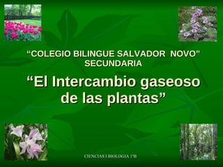“ COLEGIO BILINGUE SALVADOR  NOVO” SECUNDARIA “El Intercambio gaseoso de las plantas” CIENCIAS I BIOLOGIA 1ºB  