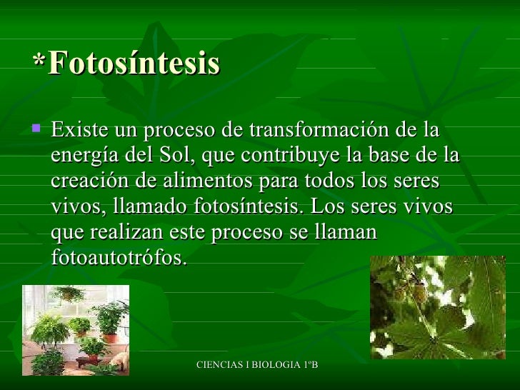 ¿cómo respiran las plantas?