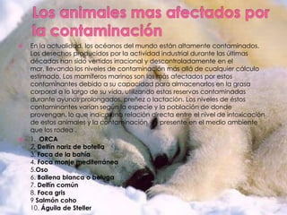 Los animales mas afectados por la contaminaciónEn la actualidad, los océanos del mundo están altamente contaminados. Los desechos producidos por la actividad industrial durante las últimas décadas han sido vertidos irracional y descontroladamente en el mar, llevando los niveles de contaminación más allá de cualquier cálculo estimado. Los mamíferos marinos son los más afectados por estos contaminantes debido a su capacidad para almacenarlos en la grasa corporal a lo largo de su vida, utilizando estas reservas contaminadas durante ayunos prolongados, preñez o lactación. Los niveles de éstos contaminantes varían según la especie y la población de donde provengan, lo que indica una relación directa entre el nivel de intoxicación de estos animales y la contaminación       presente en el medio ambiente que los rodea .                            1.  ORCA 2. Delfín nariz de botella  3. Foca de la bahía4. Foca monje mediterránea5.Oso 6. Ballena blanca o beluga7. Delfín común 8. Foca gris 9 Salmón coho10. Águila de Steller