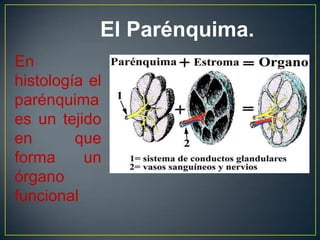 El Parénquima.
En
histología el
parénquima
es un tejido
en que
forma un
órgano
funcional
 