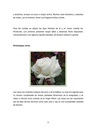 y atractivas, aunque con poco o ningún aroma. Muchas rosas silvestres y «pasadas
de moda», por el contrario, tienen una fragancia dulce y fuerte.

Para flor cortada se utilizan los tipos Híbridos de té y en menor medida los
Floribunda. Los primeros presentan largos tallos y atractivas flores dispuestas
individualmente o con algunos capullos laterales, de tamaño mediano o grande.

Simbologías varias

Las rosas son símbolos antiguos del amor y de la belleza. La rosa era sagrada para
un número considerable de diosas (deidades femeninas) de la antigüedad, y se
utiliza a menudo como símbolo de la Virgen María. Las rosas son tan importantes
que de ellas derivan términos como color rosa o rojo en una considerable variedad
de idiomas.

21

 