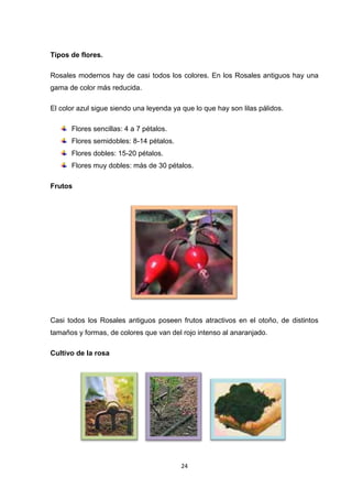 Tipos de flores.
Rosales modernos hay de casi todos los colores. En los Rosales antiguos hay una
gama de color más reducida.
El color azul sigue siendo una leyenda ya que lo que hay son lilas pálidos.
Flores sencillas: 4 a 7 pétalos.
Flores semidobles: 8-14 pétalos.
Flores dobles: 15-20 pétalos.
Flores muy dobles: más de 30 pétalos.
Frutos

Casi todos los Rosales antiguos poseen frutos atractivos en el otoño, de distintos
tamaños y formas, de colores que van del rojo intenso al anaranjado.
Cultivo de la rosa

24

 