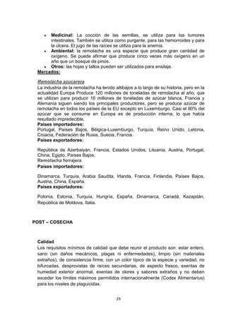 Medicinal: La cocción de las semillas, se utiliza para los tumores
intestinales. También se utiliza como purgante, para las hemorroides y para
la úlcera. El jugo de las raíces se utiliza para la anemia.
Ambiental: la remolacha es una especie que produce gran cantidad de
oxígeno. Se puede afirmar que produce cinco veces más oxígeno en un
año que un bosque de pinos.
Otros: las hojas y tallos pueden ser utilizados para ensilaje.
Mercados:
Remolacha azucarera
La industria de la remolacha ha tenido altibajos a lo largo de su historia, pero en la
actualidad Europa Produce 120 millones de toneladas de remolacha al año, que
se utilizan para producir 16 millones de toneladas de azúcar blanca, Francia y
Alemania siguen siendo los principales productores, pero se produce azúcar de
remolacha en todos los países de la EU excepto en Luxemburgo. Casi el 90% del
azúcar que se consume en Europa es de producción interna, lo que había
resultado impredecible.
Países importadores:
Portugal, Países Bajos, Bélgica-Luxemburgo, Turquía, Reino Unido, Letonia,
Croacia, Federación de Rusia, Suecia, Francia.
Países exportadores:
República de Azerbaiyán, Francia, Estados Unidos, Lituania, Austria, Portugal,
China, Egipto, Países Bajos.
Remolacha forrajera
Países importadores:
Dinamarca, Turquía, Arabia Saudita, Irlanda, Francia, Finlandia, Países Bajos,
Austria, China, España.
Países exportadores:
Polonia, Estonia, Turquía, Hungría, España, Dinamarca, Canadá, Kazajstán,
República de Moldova, Italia.

POST – COSECHA

Calidad
Los requisitos mínimos de calidad que debe reunir el producto son: estar entero,
sano (sin daños mecánicos, plagas ni enfermedades), limpio (sin materiales
extraños), de consistencia firme, con un color típico de la especie y variedad, no
bifurcadas, desprovistas de raíces secundarias, de aspecto fresco, exentas de
humedad exterior anormal, exentas de olores y sabores extraños y no deben
exceder los límites máximos permitidos internacionalmente (Codex Alimentarius)
para los niveles de plaguicidas.
29

 