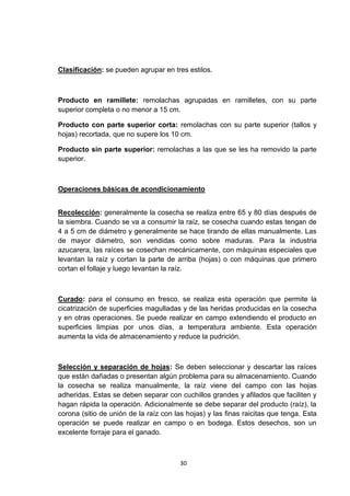 Clasificación: se pueden agrupar en tres estilos.

Producto en ramillete: remolachas agrupadas en ramilletes, con su parte
superior completa o no menor a 15 cm.
Producto con parte superior corta: remolachas con su parte superior (tallos y
hojas) recortada, que no supere los 10 cm.
Producto sin parte superior: remolachas a las que se les ha removido la parte
superior.

Operaciones básicas de acondicionamiento
Recolección: generalmente la cosecha se realiza entre 65 y 80 días después de
la siembra. Cuando se va a consumir la raíz, se cosecha cuando estas tengan de
4 a 5 cm de diámetro y generalmente se hace tirando de ellas manualmente. Las
de mayor diámetro, son vendidas como sobre maduras. Para la industria
azucarera, las raíces se cosechan mecánicamente, con máquinas especiales que
levantan la raíz y cortan la parte de arriba (hojas) o con máquinas que primero
cortan el follaje y luego levantan la raíz.

Curado: para el consumo en fresco, se realiza esta operación que permite la
cicatrización de superficies magulladas y de las heridas producidas en la cosecha
y en otras operaciones. Se puede realizar en campo extendiendo el producto en
superficies limpias por unos días, a temperatura ambiente. Esta operación
aumenta la vida de almacenamiento y reduce la pudrición.

Selección y separación de hojas: Se deben seleccionar y descartar las raíces
que están dañadas o presentan algún problema para su almacenamiento. Cuando
la cosecha se realiza manualmente, la raíz viene del campo con las hojas
adheridas. Estas se deben separar con cuchillos grandes y afilados que faciliten y
hagan rápida la operación. Adicionalmente se debe separar del producto (raíz), la
corona (sitio de unión de la raíz con las hojas) y las finas raicitas que tenga. Esta
operación se puede realizar en campo o en bodega. Estos desechos, son un
excelente forraje para el ganado.

30

 