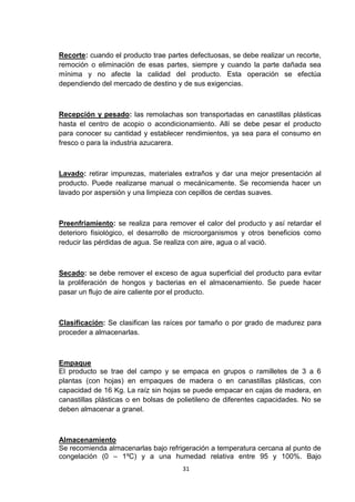 Recorte: cuando el producto trae partes defectuosas, se debe realizar un recorte,
remoción o eliminación de esas partes, siempre y cuando la parte dañada sea
mínima y no afecte la calidad del producto. Esta operación se efectúa
dependiendo del mercado de destino y de sus exigencias.

Recepción y pesado: las remolachas son transportadas en canastillas plásticas
hasta el centro de acopio o acondicionamiento. Allí se debe pesar el producto
para conocer su cantidad y establecer rendimientos, ya sea para el consumo en
fresco o para la industria azucarera.

Lavado: retirar impurezas, materiales extraños y dar una mejor presentación al
producto. Puede realizarse manual o mecánicamente. Se recomienda hacer un
lavado por aspersión y una limpieza con cepillos de cerdas suaves.

Preenfriamiento: se realiza para remover el calor del producto y así retardar el
deterioro fisiológico, el desarrollo de microorganismos y otros beneficios como
reducir las pérdidas de agua. Se realiza con aire, agua o al vació.

Secado: se debe remover el exceso de agua superficial del producto para evitar
la proliferación de hongos y bacterias en el almacenamiento. Se puede hacer
pasar un flujo de aire caliente por el producto.

Clasificación: Se clasifican las raíces por tamaño o por grado de madurez para
proceder a almacenarlas.

Empaque
El producto se trae del campo y se empaca en grupos o ramilletes de 3 a 6
plantas (con hojas) en empaques de madera o en canastillas plásticas, con
capacidad de 16 Kg. La raíz sin hojas se puede empacar en cajas de madera, en
canastillas plásticas o en bolsas de polietileno de diferentes capacidades. No se
deben almacenar a granel.

Almacenamiento
Se recomienda almacenarlas bajo refrigeración a temperatura cercana al punto de
congelación (0 – 1ºC) y a una humedad relativa entre 95 y 100%. Bajo
31

 