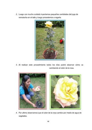 2. Luego con mucho cuidado inyectamos pequeñas cantidades del jugo de
remolacha en el tallo y luego procedemos a regarla.

3. Al realizar este procedimiento todos los días podrá observar cómo va
cambiando el color de la rosa.

4. Por ultimo observamos que el color de la rosa cambio por medio de agua de
vegetales.
48

 