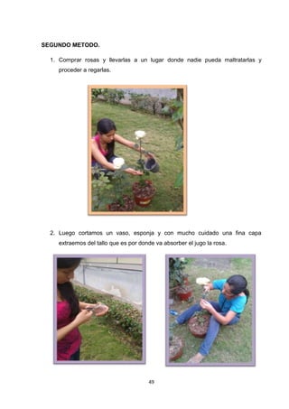 SEGUNDO METODO.
1. Comprar rosas y llevarlas a un lugar donde nadie pueda maltratarlas y
proceder a regarlas.

2. Luego cortamos un vaso, esponja y con mucho cuidado una fina capa
extraemos del tallo que es por donde va absorber el jugo la rosa.

49

 