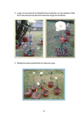 3. Luego con la ayuda de la cintaadherimos la esponja y el vaso plástico al tallo
de la rosa para que de esta forma absorba el jugo de remolacha.

4. Realizamos este procedimiento en todas las rosas.

50

 