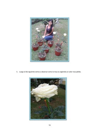 5. Luego al día siguiente vamos a observar como la rosa va cogiendo un color rosa pálido.

51

 