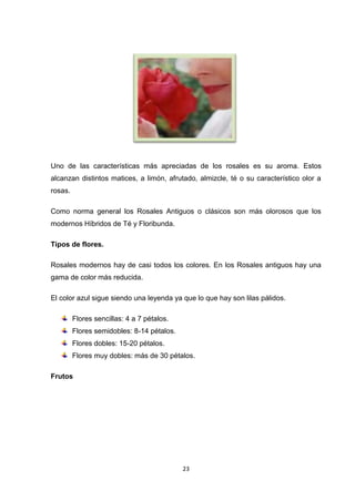 Uno de las características más apreciadas de los rosales es su aroma. Estos
alcanzan distintos matices, a limón, afrutado, almizcle, té o su característico olor a
rosas.
Como norma general los Rosales Antiguos o clásicos son más olorosos que los
modernos Híbridos de Té y Floribunda.
Tipos de flores.
Rosales modernos hay de casi todos los colores. En los Rosales antiguos hay una
gama de color más reducida.
El color azul sigue siendo una leyenda ya que lo que hay son lilas pálidos.
Flores sencillas: 4 a 7 pétalos.
Flores semidobles: 8-14 pétalos.
Flores dobles: 15-20 pétalos.
Flores muy dobles: más de 30 pétalos.
Frutos

23

 