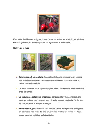 Casi todos los Rosales antiguos poseen frutos atractivos en el otoño, de distintos
tamaños y formas, de colores que van del rojo intenso al anaranjado.
Cultivo de la rosa

Sol al menos 6 horas al día. Generalmente han de encontrarse en lugares
muy soleados, aunque es conveniente que tengan un poco de sombra en
ciertos momentos del día.
La mejor situación es un lugar despejado, al sol, donde el aire pase fácilmente
entre las ramas.
La circulación del aire es importante porque así hay menos hongos. Un
rosal cerca de un muro o rincón más húmedo, con menos circulación del aire,
es más propenso al ataque de hongos.
Resiste el frío, pero en climas con heladas fuertes es importante protegerlas
en los meses más duros del año, envolviendo el tallo y las ramas con hojas
secas, papel de periódico o algún plástico.

24

 