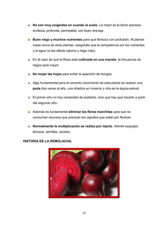 No son muy exigentes en cuando al suelo. La mejor es la tierra arenosaarcillosa, profunda, permeable, con buen drenaje.
Buen riego y muchos nutrientes para que florezca con profusión. Al plantar
rosas cerca de otras plantas, asegúrate que la competencia por los nutrientes
y el agua no les afecte (abona y riega más).
En el caso de que la Rosa esté cultivada en una maceta, la frecuencia de
riegos será mayor.
No mojar las hojas para evitar la aparición de hongos.
Algo fundamental para el correcto crecimiento de esta planta es realizar una
poda dos veces al año, una drástica en invierno y otra en la época estival.
El primer año no hay necesidad de podarlos, sino que hay que hacerlo a partir
del segundo año.
Además es fundamental eliminar las flores marchitas para que no
consuman recursos que precisan los capullos que están por florecer.
Normalmente la multiplicación se realiza por injerto. Admite esquejes
leñosos, semillas, acodos.
HISTORIA DE LA REMOLACHA.

25

 