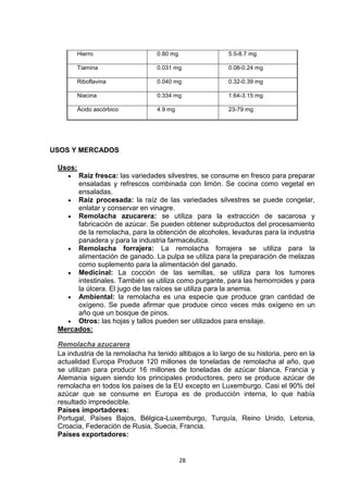 Hierro

0.80 mg

5.5-8.7 mg

Tiamina

0.031 mg

0.08-0.24 mg

Riboflavina

0.040 mg

0.32-0.39 mg

Niacina

0.334 mg

1.64-3.15 mg

Ácido ascórbico

4.9 mg

23-79 mg

USOS Y MERCADOS
Usos:
Raíz fresca: las variedades silvestres, se consume en fresco para preparar
ensaladas y refrescos combinada con limón. Se cocina como vegetal en
ensaladas.
Raíz procesada: la raíz de las variedades silvestres se puede congelar,
enlatar y conservar en vinagre.
Remolacha azucarera: se utiliza para la extracción de sacarosa y
fabricación de azúcar. Se pueden obtener subproductos del procesamiento
de la remolacha, para la obtención de alcoholes, levaduras para la industria
panadera y para la industria farmacéutica.
Remolacha forrajera: La remolacha forrajera se utiliza para la
alimentación de ganado. La pulpa se utiliza para la preparación de melazas
como suplemento para la alimentación del ganado.
Medicinal: La cocción de las semillas, se utiliza para los tumores
intestinales. También se utiliza como purgante, para las hemorroides y para
la úlcera. El jugo de las raíces se utiliza para la anemia.
Ambiental: la remolacha es una especie que produce gran cantidad de
oxígeno. Se puede afirmar que produce cinco veces más oxígeno en un
año que un bosque de pinos.
Otros: las hojas y tallos pueden ser utilizados para ensilaje.
Mercados:
Remolacha azucarera
La industria de la remolacha ha tenido altibajos a lo largo de su historia, pero en la
actualidad Europa Produce 120 millones de toneladas de remolacha al año, que
se utilizan para producir 16 millones de toneladas de azúcar blanca, Francia y
Alemania siguen siendo los principales productores, pero se produce azúcar de
remolacha en todos los países de la EU excepto en Luxemburgo. Casi el 90% del
azúcar que se consume en Europa es de producción interna, lo que había
resultado impredecible.
Países importadores:
Portugal, Países Bajos, Bélgica-Luxemburgo, Turquía, Reino Unido, Letonia,
Croacia, Federación de Rusia, Suecia, Francia.
Países exportadores:

28

 