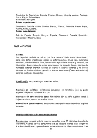 República de Azerbaiyán, Francia, Estados Unidos, Lituania, Austria, Portugal,
China, Egipto, Países Bajos.
Remolacha forrajera
Países importadores:
Dinamarca, Turquía, Arabia Saudita, Irlanda, Francia, Finlandia, Países Bajos,
Austria, China, España.
Países exportadores:
Polonia, Estonia, Turquía, Hungría, España, Dinamarca, Canadá, Kazajstán,
República de Moldova, Italia.

POST – COSECHA

Calidad
Los requisitos mínimos de calidad que debe reunir el producto son: estar entero,
sano (sin daños mecánicos, plagas ni enfermedades), limpio (sin materiales
extraños), de consistencia firme, con un color típico de la especie y variedad, no
bifurcadas, desprovistas de raíces secundarias, de aspecto fresco, exentas de
humedad exterior anormal, exentas de olores y sabores extraños y no deben
exceder los límites máximos permitidos internacionalmente (Codex Alimentarius)
para los niveles de plaguicidas.

Clasificación: se pueden agrupar en tres estilos.

Producto en ramillete: remolachas agrupadas en ramilletes, con su parte
superior completa o no menor a 15 cm.
Producto con parte superior corta: remolachas con su parte superior (tallos y
hojas) recortada, que no supere los 10 cm.
Producto sin parte superior: remolachas a las que se les ha removido la parte
superior.

Operaciones básicas de acondicionamiento
Recolección: generalmente la cosecha se realiza entre 65 y 80 días después de
la siembra. Cuando se va a consumir la raíz, se cosecha cuando estas tengan de
4 a 5 cm de diámetro y generalmente se hace tirando de ellas manualmente. Las
29

 