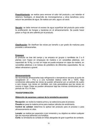 Preenfriamiento: se realiza para remover el calor del producto y así retardar el
deterioro fisiológico, el desarrollo de microorganismos y otros beneficios como
reducir las pérdidas de agua. Se realiza con aire, agua o al vació.

Secado: se debe remover el exceso de agua superficial del producto para evitar
la proliferación de hongos y bacterias en el almacenamiento. Se puede hacer
pasar un flujo de aire caliente por el producto.

Clasificación: Se clasifican las raíces por tamaño o por grado de madurez para
proceder a almacenarlas.

Empaque
El producto se trae del campo y se empaca en grupos o ramilletes de 3 a 6
plantas (con hojas) en empaques de madera o en canastillas plásticas, con
capacidad de 16 Kg. La raíz sin hojas se puede empacar en cajas de madera, en
canastillas plásticas o en bolsas de polietileno de diferentes capacidades. No se
deben almacenar a granel.

Almacenamiento
Se recomienda almacenarlas bajo refrigeración a temperatura cercana al punto de
congelación (0 – 1ºC) y a una humedad relativa entre 95 y 100%. Bajo
condiciones adecuadas las raíces se pueden almacenar por un periodo de cuatro
a seis meses. Las raíces en ramillete, son más perecederas que las raíces sin
corona ni hojas. Estas se pueden almacenar bajo las mismas condiciones por un
periodo de 10 a 14 días.
TRANSFORMACIÓN
Obtención de sacarosa y azúcar de la remolacha azucarera
Recepción: se recibe la materia prima y se selecciona para el proceso.
Pesado:se pesa la materia prima para realizar cálculos de rendimiento.
Control de calidad: determina la aptitud del producto para el proceso o para
almacenamiento en silos.
Lavado: se realiza por aspersión o por inmersión y su objetivo es retirar cualquier
tipo de impureza adherida a la hortaliza.
Corte: la remolacha es cortada en tiritas alargadas de gran superficie de contacto.
31

 
