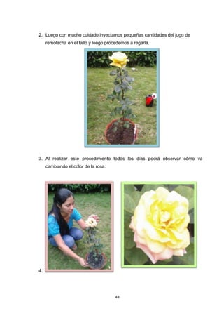 2. Luego con mucho cuidado inyectamos pequeñas cantidades del jugo de
remolacha en el tallo y luego procedemos a regarla.

3. Al realizar este procedimiento todos los días podrá observar cómo va
cambiando el color de la rosa.

4.

48

 