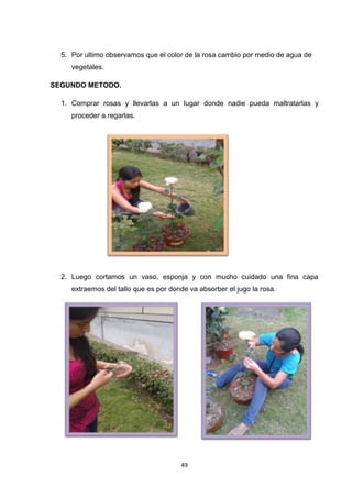 5. Por ultimo observamos que el color de la rosa cambio por medio de agua de
vegetales.
SEGUNDO METODO.
1. Comprar rosas y llevarlas a un lugar donde nadie pueda maltratarlas y
proceder a regarlas.

2. Luego cortamos un vaso, esponja y con mucho cuidado una fina capa
extraemos del tallo que es por donde va absorber el jugo la rosa.

49

 