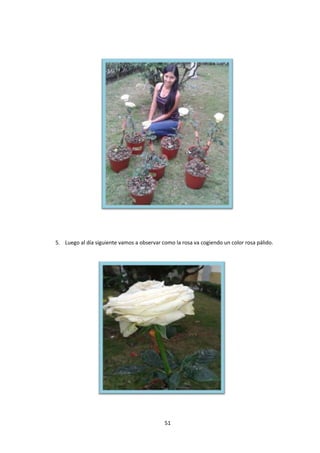 5. Luego al día siguiente vamos a observar como la rosa va cogiendo un color rosa pálido.

51

 