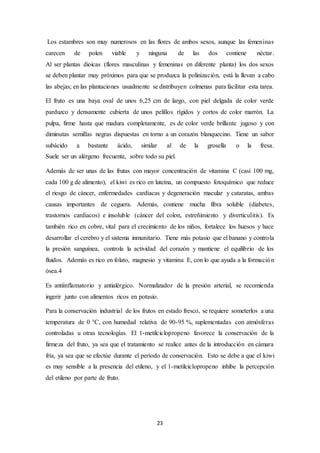 Los estambres son muy numerosos en las flores de ambos sexos, aunque las femeninas 
carecen de polen viable y ninguna de las dos contiene néctar. 
Al ser plantas dioicas (flores masculinas y femeninas en diferente planta) los dos sexos 
se deben plantar muy próximos para que se produzca la polinización, está la llevan a cabo 
las abejas; en las plantaciones usualmente se distribuyen colmenas para facilitar esta tarea. 
El fruto es una baya oval de unos 6,25 cm de largo, con piel delgada de color verde 
parduzco y densamente cubierta de unos pelillos rígidos y cortos de color marrón. La 
pulpa, firme hasta que madura completamente, es de color verde brillante jugoso y con 
diminutas semillas negras dispuestas en torno a un corazón blanquecino. Tiene un sabor 
subácido a bastante ácido, similar al de la grosella o la fresa. 
Suele ser un alérgeno frecuente, sobre todo su piel. 
Además de ser unas de las frutas con mayor concentración de vitamina C (casi 100 mg, 
cada 100 g de alimento), el kiwi es rico en luteína, un compuesto fotoquímico que reduce 
el riesgo de cáncer, enfermedades cardíacas y degeneración macular y cataratas, ambas 
causas importantes de ceguera. Además, contiene mucha fibra soluble (diabetes, 
trastornos cardíacos) e insoluble (cáncer del colon, estreñimiento y diverticulitis). Es 
también rico en cobre, vital para el crecimiento de los niños, fortalece los huesos y hace 
desarrollar el cerebro y el sistema inmunitario. Tiene más potasio que el banano y controla 
la presión sanguínea, controla la actividad del corazón y mantiene el equilibrio de los 
fluidos. Además es rico en folato, magnesio y vitamina E, con lo que ayuda a la formación 
ósea.4 
Es antiinflamatorio y antialérgico. Normalizador de la presión arterial, se recomienda 
ingerir junto con alimentos ricos en potasio. 
Para la conservación industrial de los frutos en estado fresco, se requiere someterlos a una 
temperatura de 0 °C, con humedad relativa de 90-95 %, suplementadas con atmósferas 
controladas u otras tecnologías. El 1-metilciclopropeno favorece la conservación de la 
firmeza del fruto, ya sea que el tratamiento se realice antes de la introducción en cámara 
fría, ya sea que se efectúe durante el período de conservación. Esto se debe a que el kiwi 
es muy sensible a la presencia del etileno, y el 1-metilciclopropeno inhibe la percepción 
del etileno por parte de fruto. 
23 
 