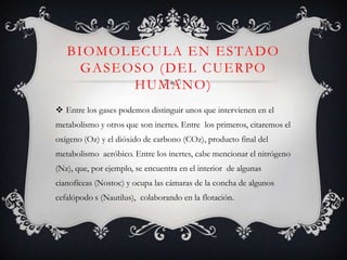 B I O M O L EC UL A E N E S TA D O
GASEOSO (DEL CUERPO
HUMANO)
 Entre los gases podemos distinguir unos que intervienen en el
metabolismo y otros que son inertes. Entre los primeros, citaremos el
oxígeno (Oz) y el dióxido de carbono (COz), producto final del
metabolismo aeróbico. Entre los inertes, cabe mencionar el nitrógeno
(Nz), que, por ejemplo, se encuentra en el interior de algunas
cianofíceas (Nostoc) y ocupa las cámaras de la concha de algunos
cefalópodo s (Nautilus), colaborando en la flotación.

 