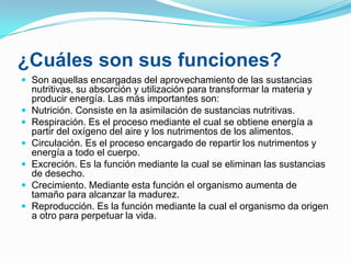 ¿Cuáles son sus funciones?
 Son aquellas encargadas del aprovechamiento de las sustancias








nutritivas, su absorción y utilización para transformar la materia y
producir energía. Las más importantes son:
Nutrición. Consiste en la asimilación de sustancias nutritivas.
Respiración. Es el proceso mediante el cual se obtiene energía a
partir del oxígeno del aire y los nutrimentos de los alimentos.
Circulación. Es el proceso encargado de repartir los nutrimentos y
energía a todo el cuerpo.
Excreción. Es la función mediante la cual se eliminan las sustancias
de desecho.
Crecimiento. Mediante esta función el organismo aumenta de
tamaño para alcanzar la madurez.
Reproducción. Es la función mediante la cual el organismo da origen
a otro para perpetuar la vida.

 