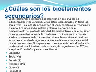 ¿Cuáles son los bioelementos
secundarios?se clasifican en dos grupos: los
Los bioelementos secundarios








indispensables y los variables. Estos están representados en todos los
seres vivos. Los más abundantes son el sodio, el potasio, el magnesio y
el calcio. Los iones sodio, potasio y cloruro intervienen en el
mantenimiento del grado de salinidad del medio interno y en el equilibrio
de cargas a ambos lados de la membrana. Los iones sodio y potasio
son fundamentales en la transmisión del impulso nervioso; el calcio en
forma de carbonato da lugar a caparazones de moluscos y al esqueleto
de muchos animales.El magnesio es un componente de la clorofila y de
muchas enzimas. Interviene en la síntesis y la degradación del ATP, en
la replicación del ADN y en su estabilización.
Calcio (Ca)
Sodio (Na)
Potasio (K)
Magnesio (Mg)
Cloro (Cl)

 