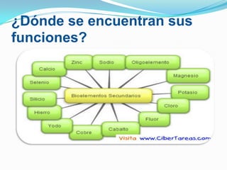 ¿Dónde se encuentran sus
funciones?

 