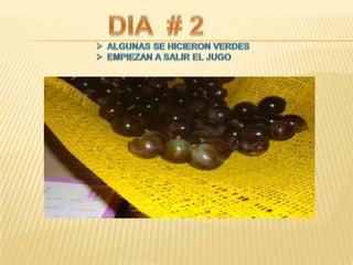 Proyecto de ciencias sociales