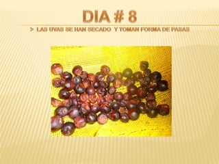 Proyecto de ciencias sociales