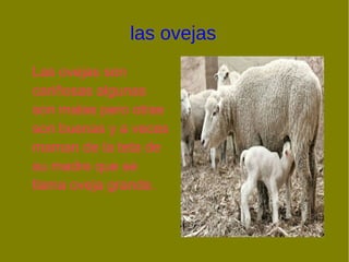 las ovejas
Las ovejas son
cariñosas algunas
son malas pero otras
son buenas y a veces
maman de la teta de
su madre que se
llama oveja grande.
 