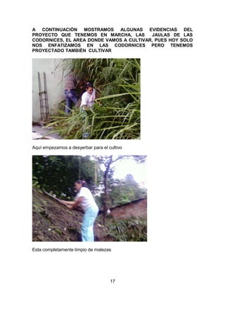 A CONTINUACIÒN MOSTRAMOS ALGUNAS EVIDENCIAS DEL
PROYECTO QUE TENEMOS EN MARCHA, LAS JAULAS DE LAS
CODORNICES, EL AREA DONDE VAMOS A CULTIVAR, PUES HOY SOLO
NOS ENFATIZAMOS EN LAS CODORNICES PERO TENEMOS
PROYECTADO TAMBIÉN CULTIVAR
Aquí empezamos a desyerbar para el cultivo
Esta completamente limpio de malezas
17
 