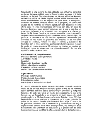 fecundación a feliz término, la dieta utilizada para el flushing consistirá
en forraje de buena calidad como el Sorgo forrajero y melaza (4% de la
cantidad de forraje). Diez días después de iniciado el flushing Ingresan
las hembras al lote de monta dirigida; aquí se tendrá en cuenta que no
estén emparentadas con el Reproductor para evitar la endogamia,
causante de muchos defectos físicos en la progenie; se constituirán
grupos de 30 hembras por macho reproductor, con descanso de este
ultimo cada 15 días, intercalándose el trabajo con otro. En caso de
hembras lactantes, estas serán introducidas con la cría a este lote un
mes luego del parto; si no presentan celo, se sacara a la cría por un
lapso de 24 horas (practica de manejo conocida como interrupción
temporal del amamantamiento) pastoreando en estaca, con el objeto de
provocar el desenlace de los factores reguladores hormonales por
descenso en los niveles de prolactina Los machos se les realizaran
arreglos de pezuñas, revisión de patas y piernas y evaluación de
testículos, con el fin de garantizar que los reproductores puedan realizar
la monta sin ningún problema. Al momento de realizar las montas se
tendrán en cuenta los signos que nos indican la aparición del celo y la
ovulación en los carneros como:
Característica de comportamiento
Pasividad de monta (Se deja montar)
Actividad de monta
Inquietud
Rozamiento de cabeza y cuello
Olfateo y lamidos de genitales
Encuentros cabeza – cabeza
Disminución de consumo de alimento.
Signo físicos
Descarga bulbar mucosa
Pelos del dorso despeinados
Edematizacion bulbar
Aumento de la temperatura corporal.
El periodo máximo de espera de cada reproductora en el lote de la
monta es de 30 días, luego de la monta pasan al lote de las hembras
recién servidas, este lote estará constituido por primíparas y multíparas
lactantes. En este lote habrá un macho joven repasarte, ya que si la
hembra no fue fecundada y se encuentra en buen estado de salud
repetirá celo 14 a 20 días después del anterior Setenta y cinco (75) días
luego de la monta se realizara el diagnostico de la preñez, a través de
palpación del costado derecho a la altura de la fosa del ijar. El estado de
la gestación comienza con la observación y confirmación de ningún
signo de celo, cambio en la vulva, en los pezones, etc. Este paso sirve
básicamente para planificar las actividades y la preparación de otros
lotes; así como para identificar la eficiencia reproductiva de las hembras.
 