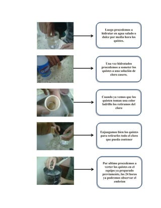 Luego procedemos a
hidratar en agua salado o
dulce por media hora los
quistes.

Una vez hidratados
procedemos a someter los
quistes a una solución de
cloro casero.

Cuando ya vemos que los
quisten toman una color
ladrillo los retiramos del
cloro

Enjuagamos bien los quistes
para retirarles todo el cloro
que pueda contener

Por ultimo procedemos a
verter los quistes en el
equipo ya preparado
previamente, las 24 horas
ya podremos observar el
embrion

 