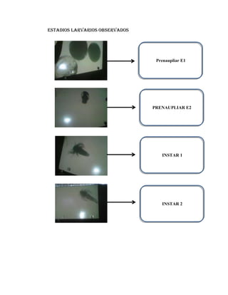 Estadios larvarios observados

Prenaupliar E1

PRENAUPLIAR E2

INSTAR 1

INSTAR 2

 
