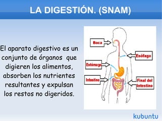 LA DIGESTIÓN. (SNAM) El aparato digestivo es un conjunto de órganos  que digieren los alimentos, absorben los nutrientes resultantes y expulsan los restos no digeridos. 