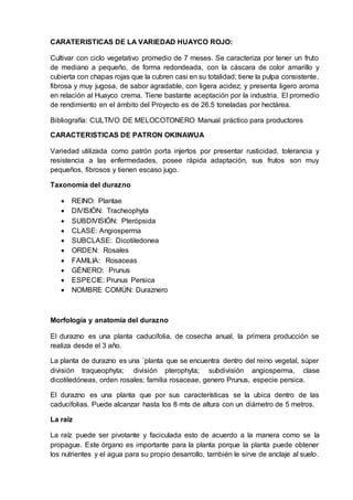 CARATERISTICAS DE LA VARIEDAD HUAYCO ROJO:
Cultivar con ciclo vegetativo promedio de 7 meses. Se caracteriza por tener un fruto
de mediano a pequeño, de forma redondeada, con la cáscara de color amarillo y
cubierta con chapas rojas que la cubren casi en su totalidad; tiene la pulpa consistente,
fibrosa y muy jugosa, de sabor agradable, con ligera acidez; y presenta ligero aroma
en relación al Huayco crema. Tiene bastante aceptación por la industria. El promedio
de rendimiento en el ámbito del Proyecto es de 26.5 toneladas por hectárea.
Bibliografía: CULTIVO DE MELOCOTONERO Manual práctico para productores
CARACTERISTICAS DE PATRON OKINAWUA
Variedad utilizada como patrón porta injertos por presentar rusticidad, tolerancia y
resistencia a las enfermedades, posee rápida adaptación, sus frutos son muy
pequeños, fibrosos y tienen escaso jugo.
Taxonomía del durazno
 REINO: Plantae
 DIVISIÓN: Tracheophyta
 SUBDIVISIÓN: Pterópsida
 CLASE: Angiosperma
 SUBCLASE: Dicotiledonea
 ORDEN: Rosales
 FAMILIA: Rosaceas
 GÉNERO: Prunus
 ESPECIE: Prunus Persica
 NOMBRE COMÚN: Duraznero
Morfología y anatomía del durazno
El durazno es una planta caducifolia, de cosecha anual, la primera producción se
realiza desde el 3 año.
La planta de durazno es una `planta que se encuentra dentro del reino vegetal, súper
división traqueophyta; división pterophyta; subdivisión angiosperma, clase
dicotiledóneas, orden rosales; familia rosaceae, genero Prunus, especie persica.
El durazno es una planta que por sus características se la ubica dentro de las
caducifolias. Puede alcanzar hasta los 8 mts de altura con un diámetro de 5 metros.
La raíz
La raíz puede ser pivotante y faciculada esto de acuerdo a la manera como se la
propague. Este órgano es importante para la planta porque la planta puede obtener
los nutrientes y el agua para su propio desarrollo, también le sirve de anclaje al suelo.
 