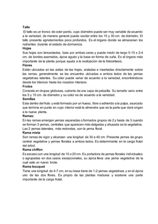 Tallo
El tallo es un tronco de color pardo, cuyo diámetro puede ser muy variable de acuerdo
a la variedad, de manera general puede oscilar entre los 10 y 30 cm. de diámetro. El
tallo presenta agrietamientos poco profundos. Es el órgano donde se almacenan los
nutrientes durante el estado de dormancia.
Hojas
Sus hojas son lanceoladas, lizas por ambas caras y puede medir de largo 5-15 x 2-4
cm. de bordes aserrados, ápice agudo y la base en forma de cuña. Es el órgano más
importante de la planta porque ayuda a la realización de la fotosíntesis.
Flores
Están ubicadas en las axilas de las hojas, aisladas e insertadas directamente sobre
las ramas, generalmente se las encuentra ubicadas a ambos lados de las yemas
vegetativas latentes. Su color puede variar de acuerdo a la variedad, encontrándose
desde los blancos hasta los rosados intensos.
Frutos
Consiste en drupas globosas, cubierta de una capa de pelusilla. Su tamaño vario entre
los 5 y 10 cm. de diámetro y su color es de acuerdo a la variedad.
Semillas
Esta dentro del fruto y está formado por un hueso, libre o adherido a la pulpa, asurcado
que termina en punta en cuyo interior está la almendra que es la parte que dará origen
a la nueva planta.
Ramas:
En las ramas emergen yemas separadas o formados grupos de 2 y hasta de 3 cuando
se forman 3 yemas, centrales que aparecen más delgadas y ahusada es la vegetativa.
Las 2 yemas laterales, más redondas, son la yema floral.
Rama mixta
Son ramas de vigor y alcanzan una longitud de 30 a 40 cm. Presenta yemas de grupo
central vegetativa y yemas florales a ambos lados. Es determinante en la carga frutal
del árbol.
Rama chiffon
Es escaso con una longitud de 10 o 20 cm. Es portadora de yemas florales individuales
o agrupadas en dos casos excepcionales, su ápice lleva una yema vegetativa de la
cual sale un nuevo brote.
Rama bouquet
Tiene una longitud de 4-7 cm, en su base tiene de 1-2 yemas vegetativas y en el ápice
uno de las dos flores. Es propio de las plantas maduras y sostiene una parte
importante de la carga frutal.
 