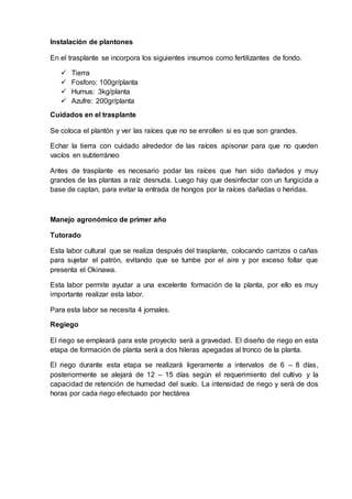 Instalación de plantones
En el trasplante se incorpora los siguientes insumos como fertilizantes de fondo.
 Tierra
 Fosforo: 100gr/planta
 Humus: 3kg/planta
 Azufre: 200gr/planta
Cuidados en el trasplante
Se coloca el plantón y ver las raíces que no se enrollen si es que son grandes.
Echar la tierra con cuidado alrededor de las raíces apisonar para que no queden
vacíos en subterráneo
Antes de trasplante es necesario podar las raíces que han sido dañados y muy
grandes de las plantas a raíz desnuda. Luego hay que desinfectar con un fungicida a
base de captan, para evitar la entrada de hongos por la raíces dañadas o heridas.
Manejo agronómico de primer año
Tutorado
Esta labor cultural que se realiza después del trasplante, colocando carrizos o cañas
para sujetar el patrón, evitando que se tumbe por el aire y por exceso follar que
presenta el Okinawa.
Esta labor permite ayudar a una excelente formación de la planta, por ello es muy
importante realizar esta labor.
Para esta labor se necesita 4 jornales.
Regiego
El riego se empleará para este proyecto será a gravedad. El diseño de riego en esta
etapa de formación de planta será a dos hileras apegadas al tronco de la planta.
El riego durante esta etapa se realizará ligeramente a intervalos de 6 – 8 días,
posteriormente se alejará de 12 – 15 días según el requerimiento del cultivo y la
capacidad de retención de humedad del suelo. La intensidad de riego y será de dos
horas por cada riego efectuado por hectárea
 