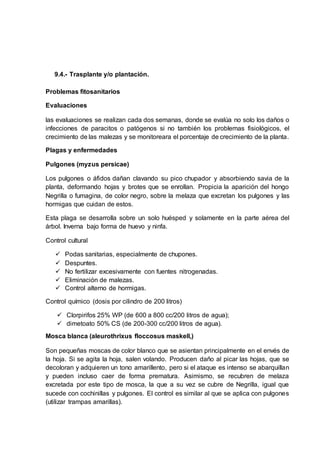 9.4.- Trasplante y/o plantación.
Problemas fitosanitarios
Evaluaciones
las evaluaciones se realizan cada dos semanas, donde se evalúa no solo los daños o
infecciones de paracitos o patógenos si no también los problemas fisiológicos, el
crecimiento de las malezas y se monitoreara el porcentaje de crecimiento de la planta.
Plagas y enfermedades
Pulgones (myzus persicae)
Los pulgones o áfidos dañan clavando su pico chupador y absorbiendo savia de la
planta, deformando hojas y brotes que se enrollan. Propicia la aparición del hongo
Negrilla o fumagina, de color negro, sobre la melaza que excretan los pulgones y las
hormigas que cuidan de estos.
Esta plaga se desarrolla sobre un solo huésped y solamente en la parte aérea del
árbol. Inverna bajo forma de huevo y ninfa.
Control cultural
 Podas sanitarias, especialmente de chupones.
 Despuntes.
 No fertilizar excesivamente con fuentes nitrogenadas.
 Eliminación de malezas.
 Control alterno de hormigas.
Control químico (dosis por cilindro de 200 litros)
 Clorpirifos 25% WP (de 600 a 800 cc/200 litros de agua);
 dimetoato 50% CS (de 200-300 cc/200 litros de agua).
Mosca blanca (aleurothrixus floccosus maskell,)
Son pequeñas moscas de color blanco que se asientan principalmente en el envés de
la hoja. Si se agita la hoja, salen volando. Producen daño al picar las hojas, que se
decoloran y adquieren un tono amarillento, pero si el ataque es intenso se abarquillan
y pueden incluso caer de forma prematura. Asimismo, se recubren de melaza
excretada por este tipo de mosca, la que a su vez se cubre de Negrilla, igual que
sucede con cochinillas y pulgones. El control es similar al que se aplica con pulgones
(utilizar trampas amarillas).
 