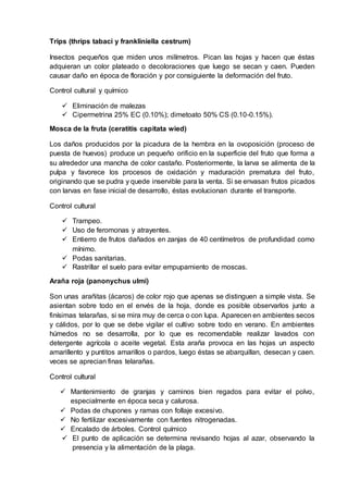 Trips (thrips tabaci y frankliniella cestrum)
Insectos pequeños que miden unos milímetros. Pican las hojas y hacen que éstas
adquieran un color plateado o decoloraciones que luego se secan y caen. Pueden
causar daño en época de floración y por consiguiente la deformación del fruto.
Control cultural y químico
 Eliminación de malezas
 Cipermetrina 25% EC (0.10%); dimetoato 50% CS (0.10-0.15%).
Mosca de la fruta (ceratitis capitata wied)
Los daños producidos por la picadura de la hembra en la ovoposición (proceso de
puesta de huevos) produce un pequeño orificio en la superficie del fruto que forma a
su alrededor una mancha de color castaño. Posteriormente, la larva se alimenta de la
pulpa y favorece los procesos de oxidación y maduración prematura del fruto,
originando que se pudra y quede inservible para la venta. Si se envasan frutos picados
con larvas en fase inicial de desarrollo, éstas evolucionan durante el transporte.
Control cultural
 Trampeo.
 Uso de feromonas y atrayentes.
 Entierro de frutos dañados en zanjas de 40 centímetros de profundidad como
mínimo.
 Podas sanitarias.
 Rastrillar el suelo para evitar empupamiento de moscas.
Araña roja (panonychus ulmi)
Son unas arañitas (ácaros) de color rojo que apenas se distinguen a simple vista. Se
asientan sobre todo en el envés de la hoja, donde es posible observarlos junto a
finísimas telarañas, si se mira muy de cerca o con lupa. Aparecen en ambientes secos
y cálidos, por lo que se debe vigilar el cultivo sobre todo en verano. En ambientes
húmedos no se desarrolla, por lo que es recomendable realizar lavados con
detergente agrícola o aceite vegetal. Esta araña provoca en las hojas un aspecto
amarillento y puntitos amarillos o pardos, luego éstas se abarquillan, desecan y caen.
veces se aprecian finas telarañas.
Control cultural
 Mantenimiento de granjas y caminos bien regados para evitar el polvo,
especialmente en época seca y calurosa.
 Podas de chupones y ramas con follaje excesivo.
 No fertilizar excesivamente con fuentes nitrogenadas.
 Encalado de árboles. Control químico
 El punto de aplicación se determina revisando hojas al azar, observando la
presencia y la alimentación de la plaga.
 