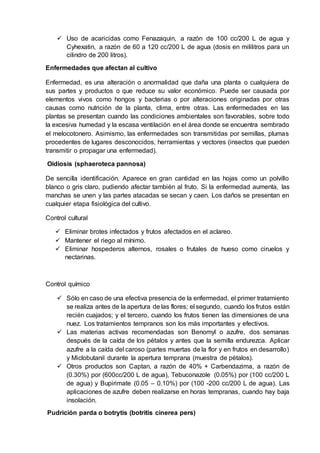  Uso de acaricidas como Fenazaquin, a razón de 100 cc/200 L de agua y
Cyhexatin, a razón de 60 a 120 cc/200 L de agua (dosis en mililitros para un
cilindro de 200 litros).
Enfermedades que afectan al cultivo
Enfermedad, es una alteración o anormalidad que daña una planta o cualquiera de
sus partes y productos o que reduce su valor económico. Puede ser causada por
elementos vivos como hongos y bacterias o por alteraciones originadas por otras
causas como nutrición de la planta, clima, entre otras. Las enfermedades en las
plantas se presentan cuando las condiciones ambientales son favorables, sobre todo
la excesiva humedad y la escasa ventilación en el área donde se encuentra sembrado
el melocotonero. Asimismo, las enfermedades son transmitidas por semillas, plumas
procedentes de lugares desconocidos, herramientas y vectores (insectos que pueden
transmitir o propagar una enfermedad).
Oidiosis (sphaeroteca pannosa)
De sencilla identificación. Aparece en gran cantidad en las hojas como un polvillo
blanco o gris claro, pudiendo afectar también al fruto. Si la enfermedad aumenta, las
manchas se unen y las partes atacadas se secan y caen. Los daños se presentan en
cualquier etapa fisiológica del cultivo.
Control cultural
 Eliminar brotes infectados y frutos afectados en el aclareo.
 Mantener el riego al mínimo.
 Eliminar hospederos alternos, rosales o frutales de hueso como ciruelos y
nectarinas.
Control químico
 Sólo en caso de una efectiva presencia de la enfermedad, el primer tratamiento
se realiza antes de la apertura de las flores; el segundo, cuando los frutos están
recién cuajados; y el tercero, cuando los frutos tienen las dimensiones de una
nuez. Los tratamientos tempranos son los más importantes y efectivos.
 Las materias activas recomendadas son Benomyl o azufre, dos semanas
después de la caída de los pétalos y antes que la semilla endurezca. Aplicar
azufre a la caída del caroso (partes muertas de la flor y en frutos en desarrollo)
y Miclobutanil durante la apertura temprana (muestra de pétalos).
 Otros productos son Captan, a razón de 40% + Carbendazima, a razón de
(0.30%) por (600cc/200 L de agua), Tebuconazole (0.05%) por (100 cc/200 L
de agua) y Bupirimate (0.05 – 0.10%) por (100 -200 cc/200 L de agua). Las
aplicaciones de azufre deben realizarse en horas tempranas, cuando hay baja
insolación.
Pudrición parda o botrytis (botritis cinerea pers)
 
