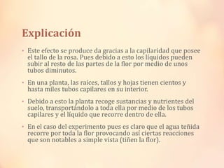 Explicación
• Este efecto se produce da gracias a la capilaridad que posee

el tallo de la rosa. Pues debido a esto los líquidos pueden
subir al resto de las partes de la flor por medio de unos
tubos diminutos.

• En una planta, las raíces, tallos y hojas tienen cientos y

hasta miles tubos capilares en su interior.

• Debido a esto la planta recoge sustancias y nutrientes del

suelo, transportándolo a toda ella por medio de los tubos
capilares y el líquido que recorre dentro de ella.

• En el caso del experimento pues es claro que el agua teñida

recorre por toda la flor provocando así ciertas reacciones
que son notables a simple vista (tiñen la flor).

 