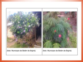 (foto: Municipio de Belén de Bajirá) (foto: Municipio de Belén de Bajirá)
 