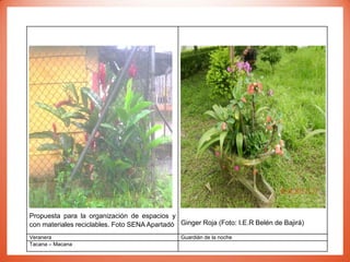 Propuesta para la organización de espacios y
con materiales reciclables. Foto SENA Apartadó Ginger Roja (Foto: I.E.R Belén de Bajirá)
Veranera Guardián de la noche
Tacana – Macana
 