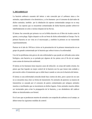 17
V. DESARROLLO
La bacteria anthracis causante del ántrax o más conocido por el carbunco ataca a los
animales, especialmente a los domésticos, y a los humanos por el consumo de derivados de
dichos animales, también por la inhalación de esporas contaminadas aunque no es muy
común. Las esporas que se encuentran contaminadas de dicha bacteria pueden sobrevivir
indefinidamente en soles o incluso después de las lluvias.
El ántrax fue conocido por primera vez en la biblia descrito en el libro de éxodos como la
quinta y sexta plaga. Siglos después se dio un brote de dicha enfermedad en Europa. Fue la
primera bacteria en ser vista en el microscopio, y también la primera en ser transmitida
experimentalmente.
Pasteur en el año de 1881tuvo éxitos en la presentación de la primera inmunización en un
grupo de ganado contaminado por la bacteria que sobrevivieron a la enfermedad.
Uno de los problemas más graves de esta enfermedad es que puede ser utilizada como arma
biológica, esta bacteria ya es portada por algunos de los países con el fin de ser usadas
como armas de destrucción ambiental.
El ántrax en los humanos tiene mayores casos de infección en zonas del medio oriente, los
países que han logrado un mejor control de la bacteria son los que tienen más cuidado y
prevención sobre el tratamiento que se debe hacer cuando se esta con la bacteria del ántrax.
El ántrax es una enfermedad conocida desde hace cientos de años, pero a pesar de eso aun
no se encuentra muy claro su forma de transmisión. En animales de pastoreo su manera de
transmitirse es causada por el consumo de pastos contaminados por antiguos animales
muertos o moribundos que se encontraron en dichos lugares. Estos animales muertos deben
ser incinerados para evitar la propagación de la bacteria, y sus alrededores del cadáver
deben ser desinfectados con formol.
En el caso que se produzcan muertes de animales con sospecha de carbunco en el campo, se
deben tomar las siguientes medidas de control:
 