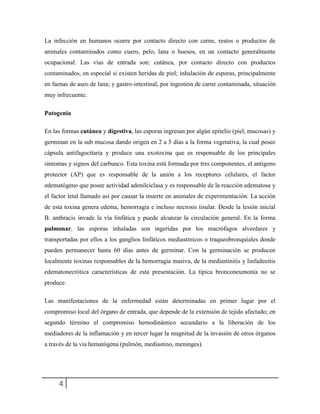4
La infección en humanos ocurre por contacto directo con carne, restos o productos de
animales contaminados como cuero, pelo, lana o huesos, en un contacto generalmente
ocupacional. Las vías de entrada son: cutánea, por contacto directo con productos
contaminados, en especial si existen heridas de piel; inhalación de esporas, principalmente
en faenas de aseo de lana; y gastro-intestinal, por ingestión de carne contaminada, situación
muy infrecuente.
Patogenia
En las formas cutánea y digestiva, las esporas ingresan por algún epitelio (piel, mucosas) y
germinan en la sub mucosa dando origen en 2 a 5 días a la forma vegetativa, la cual posee
cápsula antifagocitaria y produce una exotoxina que es responsable de los principales
síntomas y signos del carbunco. Esta toxina está formada por tres componentes, el antígeno
protector (AP) que es responsable de la unión a los receptores celulares, el factor
edematógeno que posee actividad adenilciclasa y es responsable de la reacción edematosa y
el factor letal llamado así por causar la muerte en animales de experimentación. La acción
de esta toxina genera edema, hemorragia e incluso necrosis tisular. Desde la lesión inicial
B. anthracis invade la vía linfática y puede alcanzar la circulación general. En la forma
pulmonar, las esporas inhaladas son ingeridas por los macrófagos alveolares y
transportadas por ellos a los ganglios linfáticos mediastínicos o traqueobronquiales donde
pueden permanecer hasta 60 días antes de germinar. Con la germinación se producen
localmente toxinas responsables de la hemorragia masiva, de la mediastinitis y linfadenitis
edematonecrótica características de esta presentación. La típica bronconeumonía no se
produce.
Las manifestaciones de la enfermedad están determinadas en primer lugar por el
compromiso local del órgano de entrada, que depende de la extensión de tejido afectado; en
segundo término el compromiso hemodinámico secundario a la liberación de los
mediadores de la inflamación y en tercer lugar la magnitud de la invasión de otros órganos
a través de la vía hematógena (pulmón, mediastino, meninges).
 