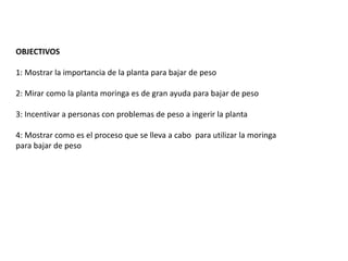 OBJECTIVOS
1: Mostrar la importancia de la planta para bajar de peso
2: Mirar como la planta moringa es de gran ayuda para bajar de peso
3: Incentivar a personas con problemas de peso a ingerir la planta
4: Mostrar como es el proceso que se lleva a cabo para utilizar la moringa
para bajar de peso
 